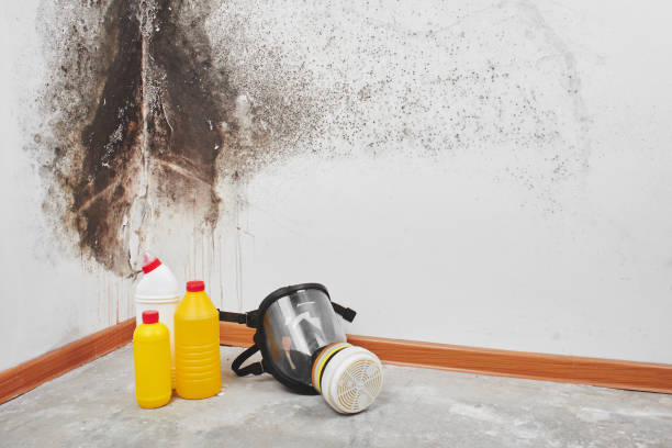 Best Mold Removal Company Near Me  in Burlington, ND