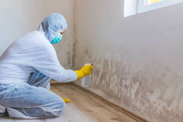 Best Mold Cleaning Services  in Burlington, ND