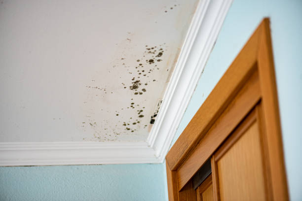 Professional Mold Removal in Burlington, ND