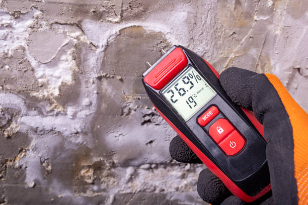 Best Mold Remediation  in Burlington, ND