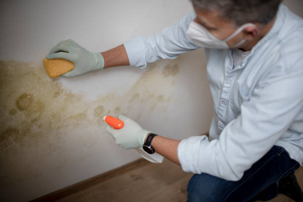 Best Certified Mold Removal  in Burlington, ND