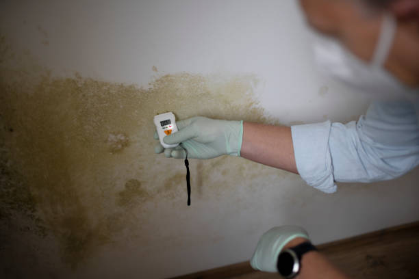 Best Professional Mold Removal  in Burlington, ND