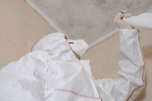 Best Toxic Mold Removal  in Burlington, ND