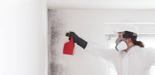 Best Fast Mold Removal  in Burlington, ND