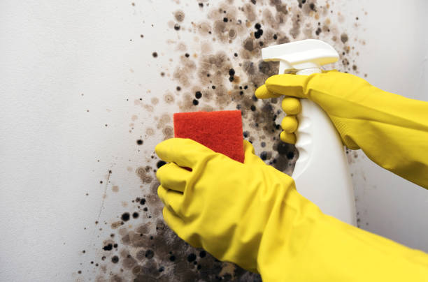 Best Emergency Mold Removal  in Burlington, ND