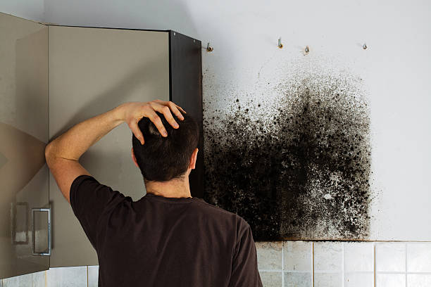 Best Residential Mold Removal  in Burlington, ND