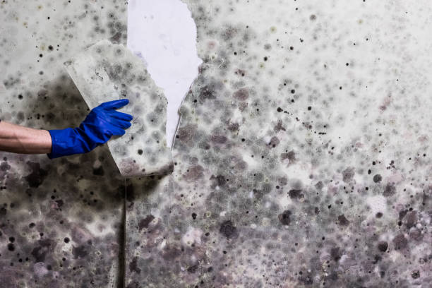 Office Mold Removal Services in Burlington, ND