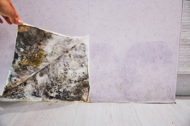 Home Mold Removal in Burlington, ND
